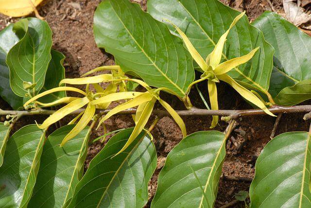 cap-may-ylang-fleurs-aromatique-immobilier-mayotte-culture-mahoraise